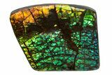 Flashy Ammolite (Fossil Ammonite Shell) - Rainbow Colored #378509-1